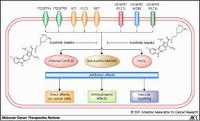 New Insights Into Molecular Mechanisms Of Sunitinib Associated Side Effects Molecular Cancer Therapeutics