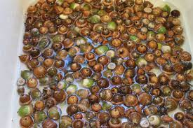Substitute acorns for chestnuts in baking recipes. Preparing Acorns For Crafts Thriftyfun