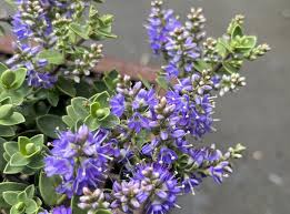 Image result for shrubby veronica hebe