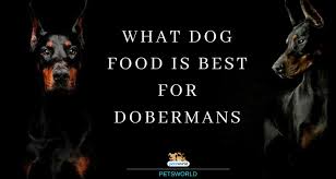 What Dog Food Is Best For Dobermans Pets World