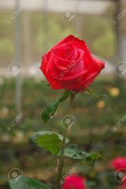 445 x 550 jpeg 49 кб. Red Rose Is Beautiful Most Popular Flower For Valentine S Day Stock Photo Picture And Royalty Free Image Image 95554132