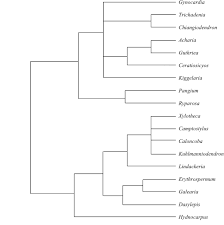 Image result for Grewia schmitzii