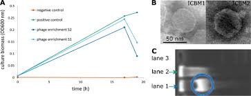 While many of the best practices in implementing scf. Cobaviruses A New Globally Distributed Phage Group Infecting Rhodobacteraceae In Marine Ecosystems The Isme Journal
