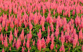 Image result for Celosia schweinfurthiana