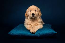 Join millions of people using oodle to find puppies for adoption, dog and puppy listings, and other pets adoption. Golden Retriever Breeders Near Skowhegan Maine