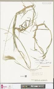 Image result for Aeschynomene pawekiae