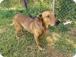 Adopt cute pets decorate your home explore the world of adopt me! Rome Ga Hound Unknown Type Shepherd Unknown Type Mix Meet 15d 1299 7 31 A Dog For Adoption Dog Adoption Pets Adoption