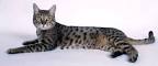 California Spangled Cat - Breed Profile and Facts