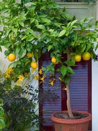 Rather than plant a small tree directly into a large container, start off with one that is a few inches wider than the pot your tree is in and change it every year to a slightly bigger size until. Best Unexpected Plants You Can Grow In Containers Plants Citrus Trees Potted Trees