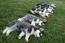 Fotos de perros husky chiquitos. Guia Del Husky Caracteristicas Cria Y Consejos Que Te Sorprenderan
