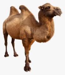 Popular oil paintings of camels of good quality and at affordable prices you can buy on aliexpress. Gobi Desert Painted Desert Camel Arabian Desert Cartoon Pyramid Background Png Image Transparent Png Free Download On Seekpng
