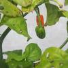Growing the carolina reaper is almost as easy as most other peppers and vegetables, though they do like a warm germination period, and need a long growing season and lots of sun to grow the hottest pods in the world. 1