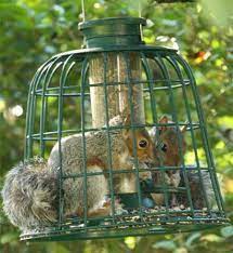Pin On Squirrel Proof Fail