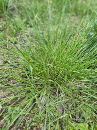 Image result for Eragrostis caespitosa