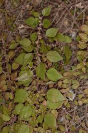 Image result for Parietaria debilis