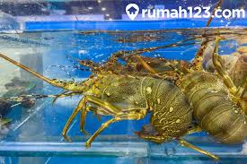 Pembekal udang kara lobster air tawar kuala lumpur & selangor. Cara Budidaya Lobster Air Tawar Untuk Pemula Langsung Bisa Langsung Kaya Rumah123 Com