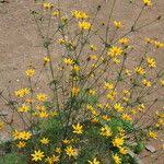 Image result for Bidens oligoflora