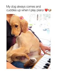 Titanic This Is So Cute Credi Dogs Titanic Inspirational Videos