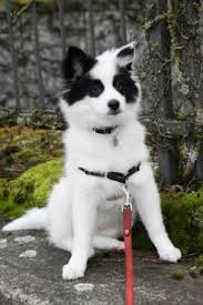 Pomeranian Black American Eskimo Dog American Eskimo Puppies Pomimo Puppies And Pomeranian Puppies American Eskimo Puppy Beautiful Dogs American Eskimo