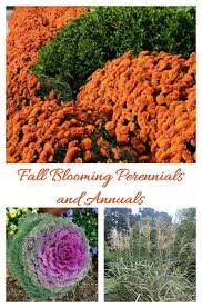 Check spelling or type a new query. Fall Blooming Perennials And Annuals For A Bold Pop Of Color