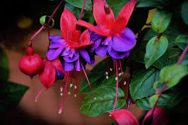 There are 35 different species of petunias in the world. These Ten Flowers And Plants Are Best For Pots And Hanging Baskets Yorkshire Evening Post