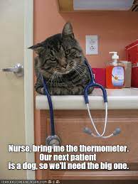 Nurse Lolcats Lol Cat Memes Funny Cats Funny Cat Pictures With Words On Them Funny Pictures Lol Cat Memes Lol Cats