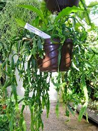 Image result for Pentas micrantha