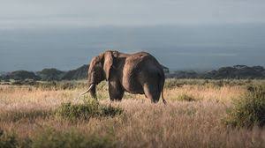 When you boot your computer, there is an initial screen that comes up, in which your folders, documents, and software. Elephant Full Hd Hdtv Fhd 1080p Wallpapers Hd Desktop Backgrounds 1920x1080 Images And Pictures