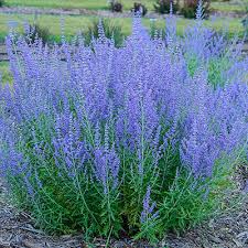 Sage goes in all fields. Blue Jean Baby Russian Sage Perovska Spring Hill