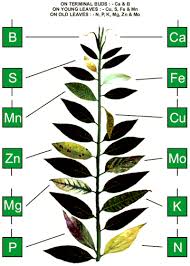 different nutrient deficiencies on one diagram k is