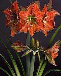 Amaryllis Terracotta Star Amaryllis Bulbs Amaryllis Flowers Flower Pots
