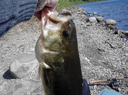 Check spelling or type a new query. Wachusett Reservoir Fishing Report Ma Fish Finder
