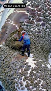 Old Fisherman Gently Removes Millions of Barnacles from a Whale’s Back