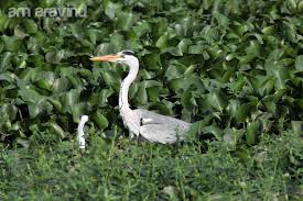 Bird Pic Of The Day Grey Heron At Madivala Lake Bangalore Saambal Get in touch with naarai ❤ (@naaraaii) — 1186 answers, 4748 likes. bird pic of the day tumblr