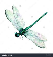 Hand Drawn Watercolor Illustration Of Green Dragonfly Isolated On White Background Beautiful Insect Watercolor Drawing In T El Cizimleri Yusufcuk Illustration