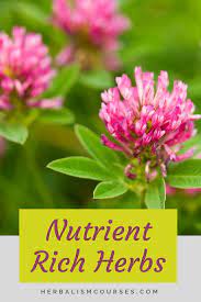 品牌故事 we tw台灣人商店 herbalism medicinal herbs herbs for health