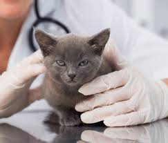 According to the american pet products association, in 2014 pet owners spent over $15 billion on vet. What S A Wellness Plan On Ways To Pay For Your Pet S Preventive Healthcare