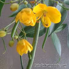 Image result for Senna sophera