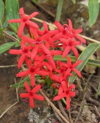 Image result for Rhodopentas