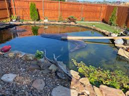 There is a reason behind this. My Old Mother Build This Beautiful Koi Pond She Expressed To She Can T Find A Way To Get Rid Of The Algae Without Killing Her Koi But This Is Her Dream I
