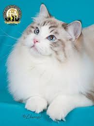 Breed Profile The Ragdoll