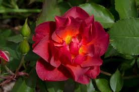 Саженцы питомника » cinco de mayo (синко де майо). Cinco De Mayo Roses A Festival Of Color A Taste Of Morning