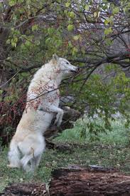 Determined Wolf Wolf Spirit Animal Wolf Photos Wolf Love