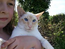 We hope it helps you find your purrfect match. Siamese Kittens For Adoption Drone Fest