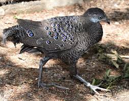 The peacock is designated as the national bird of india and the provincial bird of punjab. Image Polyplectron Bicalcaratum Grey Peacock Pheasant Biolib Cz