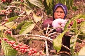 Lmb channel petani kopi mengajarkan kita cara stek kopi unggul. Asa Baru Kopi Robusta Laporan Khusus Majalah Tempo Co