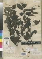 Image result for Psydrax parviflora