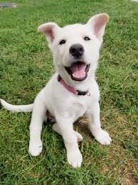Lancaster puppies ® is a federally registered trademark owned by online advertising, llc. View Ad German Shepherd Dog Siberian Husky Mix Litter Of Puppies For Sale Near Iowa Ames Usa Adn 39939