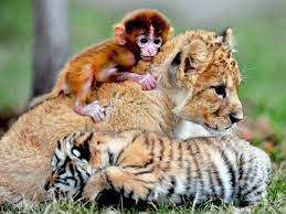 Unlikely Friends Baby Animals Cute Animals Animals Beautiful