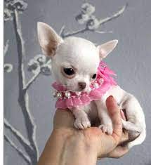 Chihuahua Puppies For Sale Chihuahua Puppies Teacup Chihuahua Puppies Chihuahua Puppies For Sale